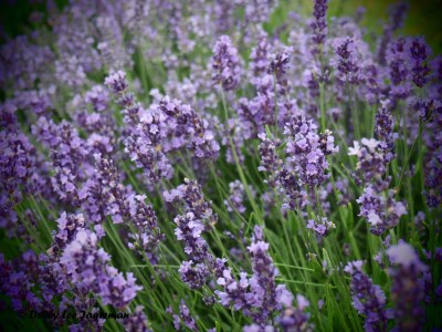 Seigneurie de l'ile d'Orleans Lavender