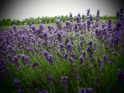 Seigneurie de l'ile d'Orleans Lavender Closeup