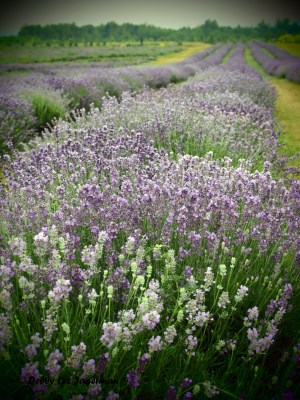 Seigneurie de l'ile d'Orleans Lavender Plants