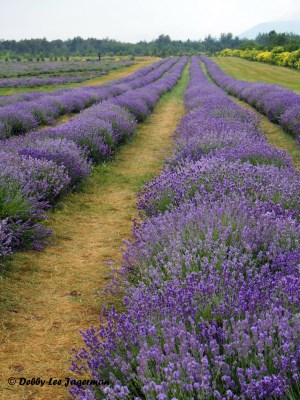 Seigneurie de l'ile d'Orleans Lavender Gardens