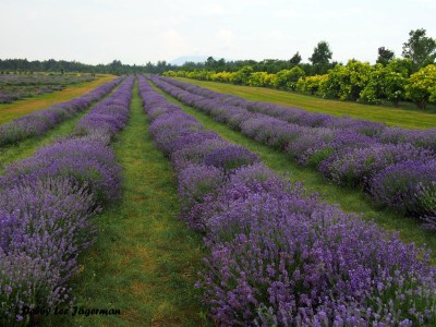 Seigneurie de l'ile d'Orleans Lavender Field