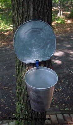 Richard Boily Maple Syrup Bucket Ile d'Orleans