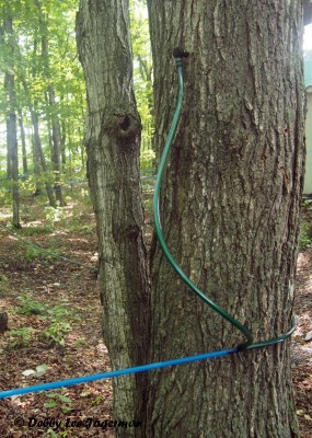 Richard Boily Maple Syrup Tubes Trees Ile d'Orleans