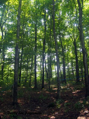 Richard Boily Maple Syrup 6000 Trees Ile d'Orleans