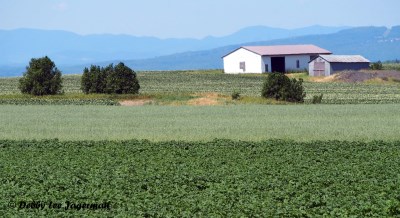 Ile d'Orleans Scenery Farmland