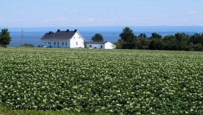 Ile d'Orleans Farm Crops Scenery