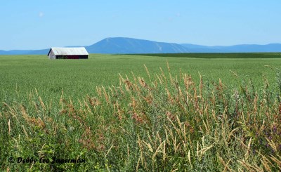 Ile d'Orleans Farm