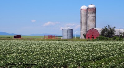 Ile d'Orleans Farmland