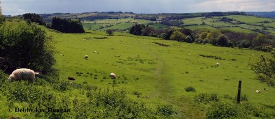 Cotswolds Sheep