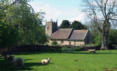 Cotswolds Sheep