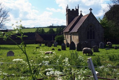 Cotswolds Sheep