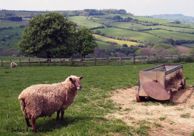 Cotswolds Sheep