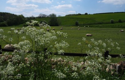 Cotswolds Sheep