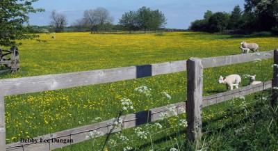 Cotswolds Sheep