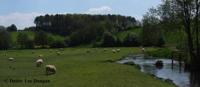 Cotswolds Sheep