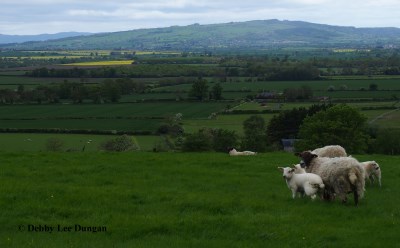 Cotswolds Sheep