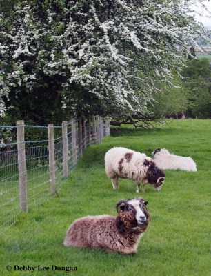 Cotswolds Sheep