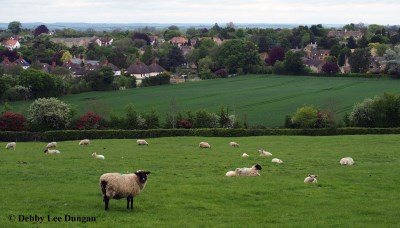 Cotswolds Sheep