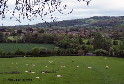 Cotswolds Sheep