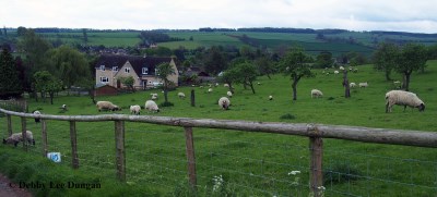 Cotswolds Sheep