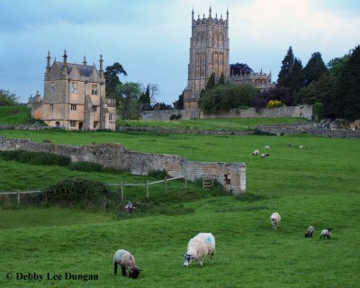 Cotswolds Sheep