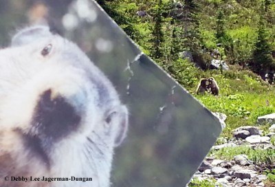 Groundhog Marmot Mt Rainier