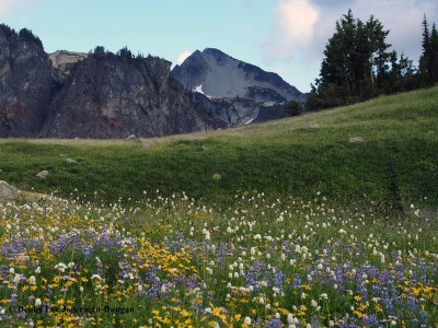 Mt Rainier Emerald Ridge