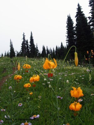 Mt Rainier Wildflowers