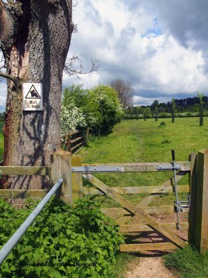 Cotswolds Bull in Field