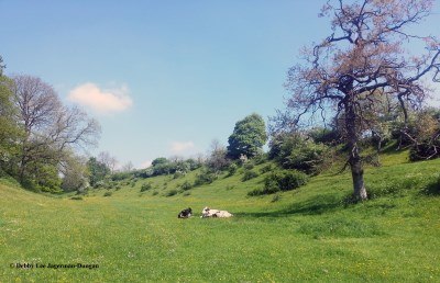 Cotswolds Cow Jump Over the Moon