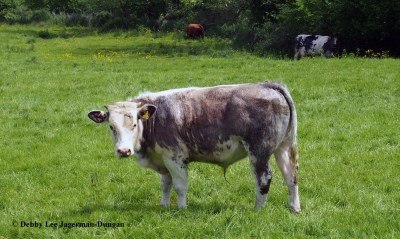 Cotswolds Cow
