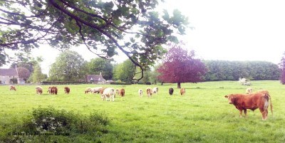 Cotswolds Cows in Pasture
