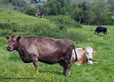 Cotswolds Cows