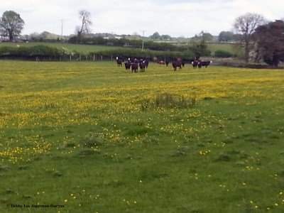 Cotswolds Holy Cow