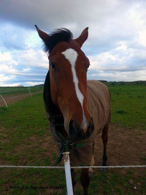 Cotswolds Horses