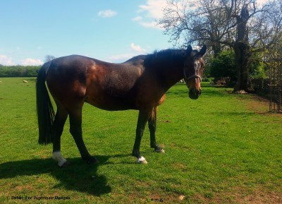 Cotswolds Horses