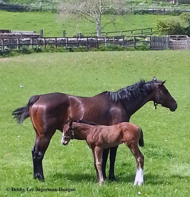 Cotswolds Horses