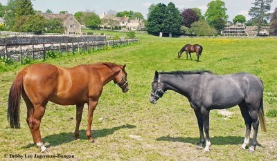 Cotswolds Horses