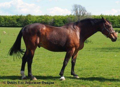 Cotswolds Horses