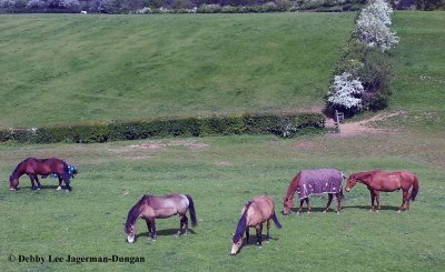 Cotswolds Horses