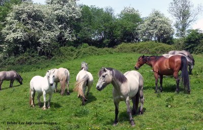 Cotswolds Horses