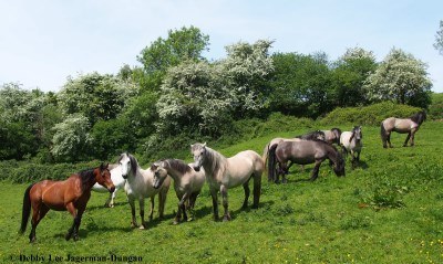 Cotswolds Horses