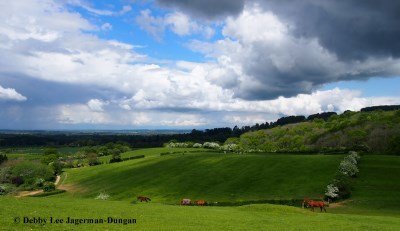 Cotswolds Horses