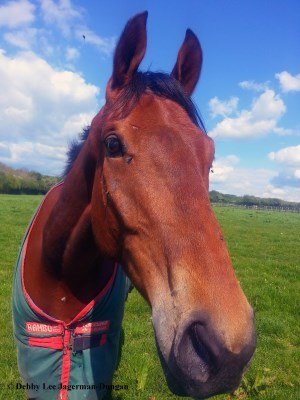 Cotswolds Horses