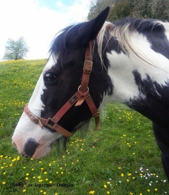 Cotswolds Horses