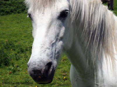 Cotswolds Horses