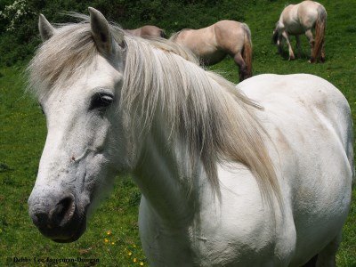 Cotswolds Horses