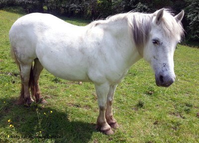 Cotswolds Horses