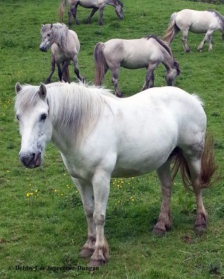 Cotswolds Horses