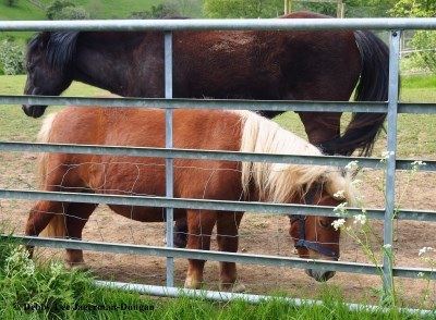 Cotswolds Horses